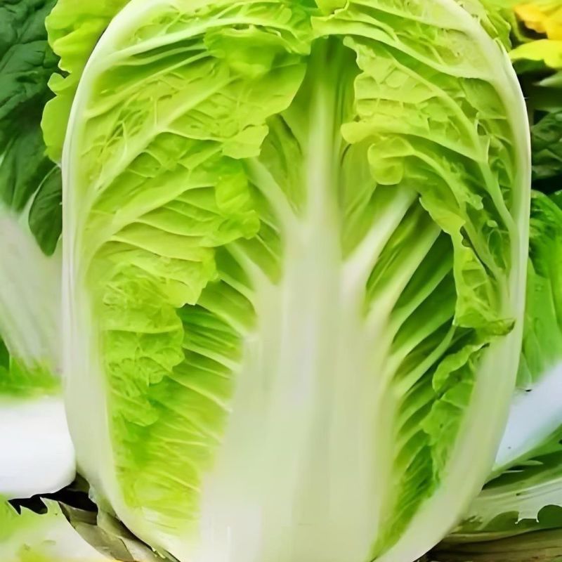 湖北黄心白菜黄心大白菜白菜大量供应可视频看货欢迎来