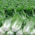湖北黄心白菜黄心大白菜白菜大量供应可视频看货欢迎来