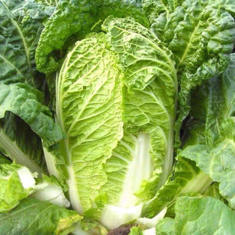 湖北黄心白菜黄心大白菜白菜大量供应可视频看货欢迎来