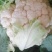 精品花菜产地大量接车散花有机花实花