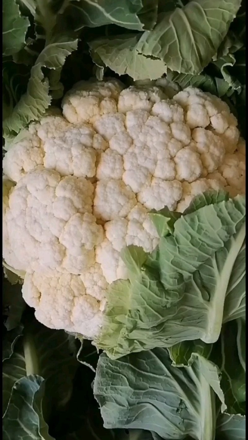 精品花菜产地大量接车散花有机花实花