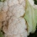 精品花菜产地大量接车散花有机花实花