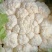 精品花菜产地大量接车散花有机花实花