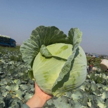 精品扁包菜甘蓝平包平包菜扁包菜莲花白奥奇娜提