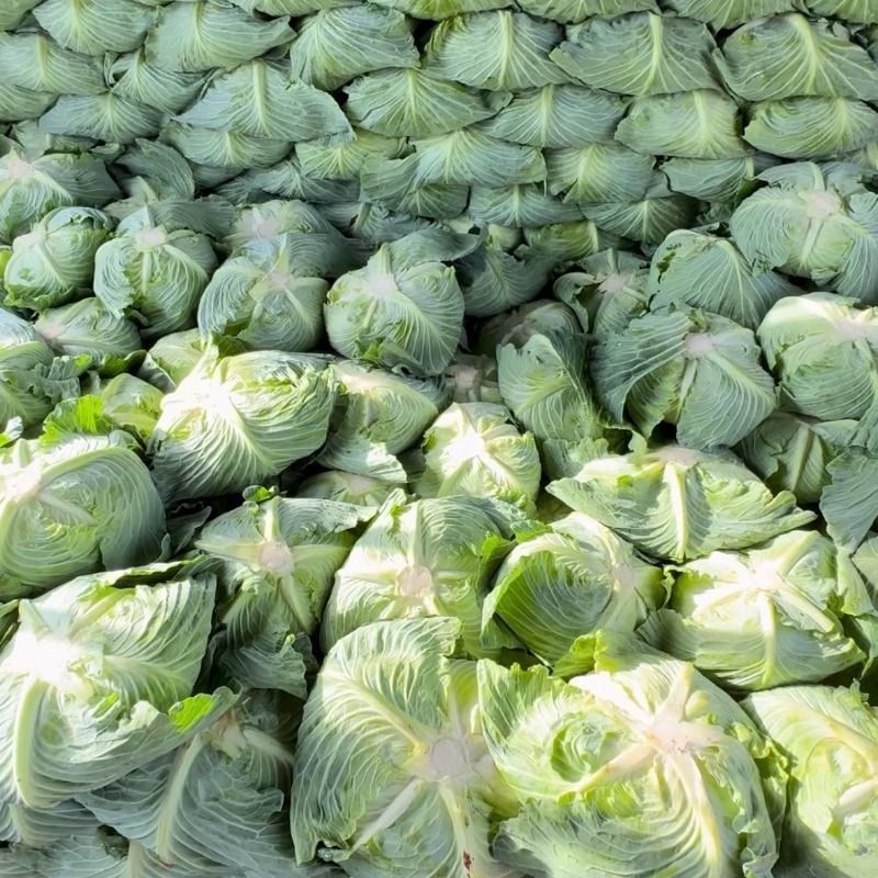 精品扁包菜甘蓝平包平包菜扁包菜莲花白奥奇娜提
