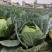 精品扁包菜甘蓝平包平包菜扁包菜莲花白奥奇娜提