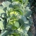 精品扁包菜甘蓝平包平包菜扁包菜莲花白奥奇娜提