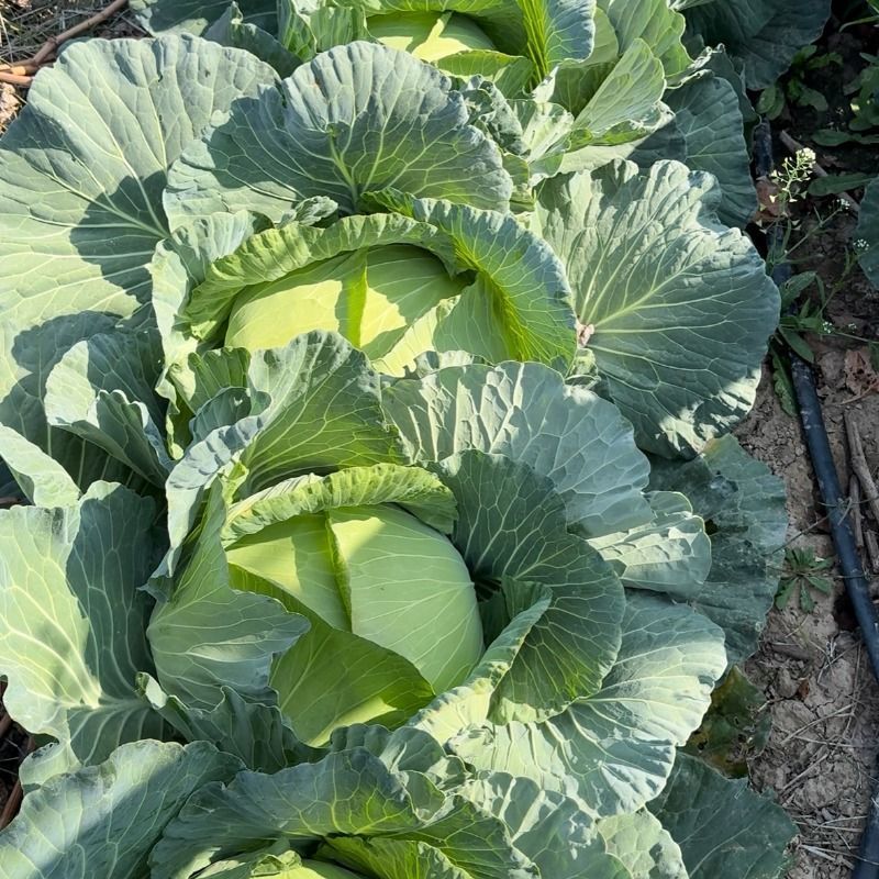 精品扁包菜甘蓝平包平包菜扁包菜莲花白奥奇娜提