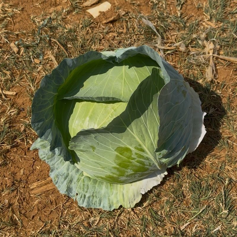 精品扁包菜甘蓝平包平包菜扁包菜莲花白奥奇娜提