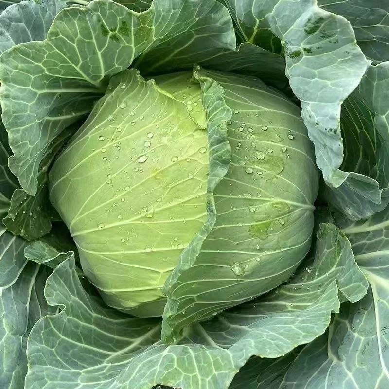 精品扁包菜甘蓝平包平包菜扁包菜莲花白奥奇娜提