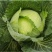 精品扁包菜甘蓝平包平包菜扁包菜莲花白奥奇娜提