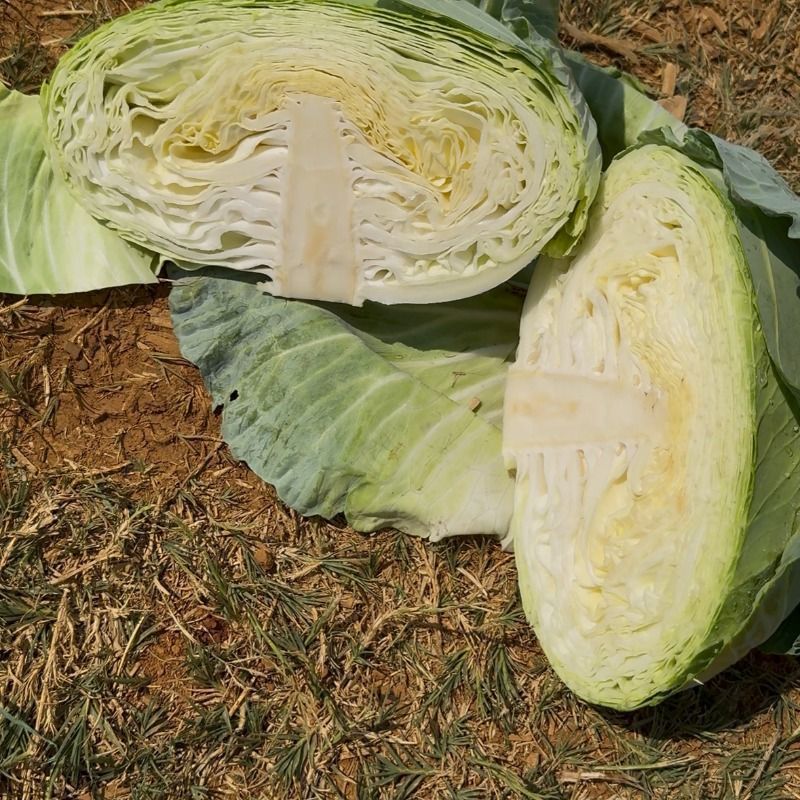 精品扁包菜甘蓝平包平包菜扁包菜莲花白奥奇娜提