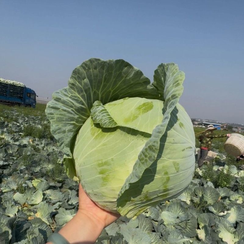 精品扁包菜甘蓝平包平包菜扁包菜莲花白奥奇娜提