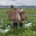 精品扁包菜甘蓝平包平包菜扁包菜莲花白奥奇娜提