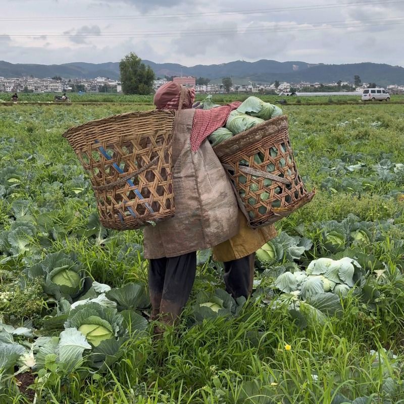 精品扁包菜甘蓝平包平包菜扁包菜莲花白奥奇娜提