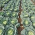 精品扁包菜甘蓝平包平包菜扁包菜莲花白奥奇娜提
