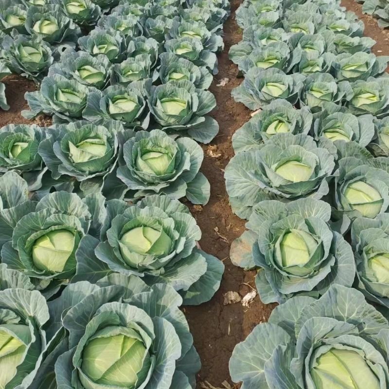 精品扁包菜甘蓝平包平包菜扁包菜莲花白奥奇娜提