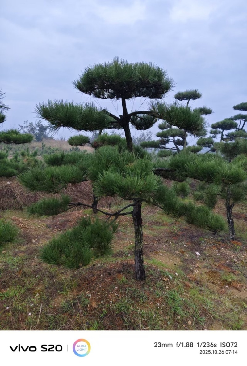 【精品】造型油松各种形态造型油松高矮都有欢迎采购
