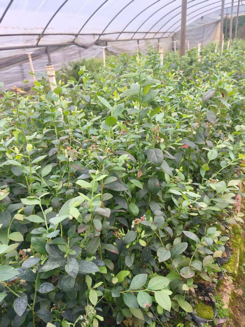 蓝莓苗