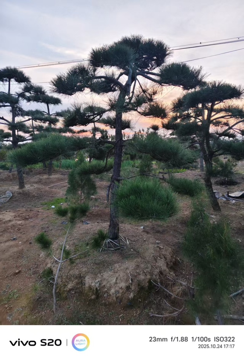 【精品】造型油松各种形态造型油松高矮都有欢迎采购