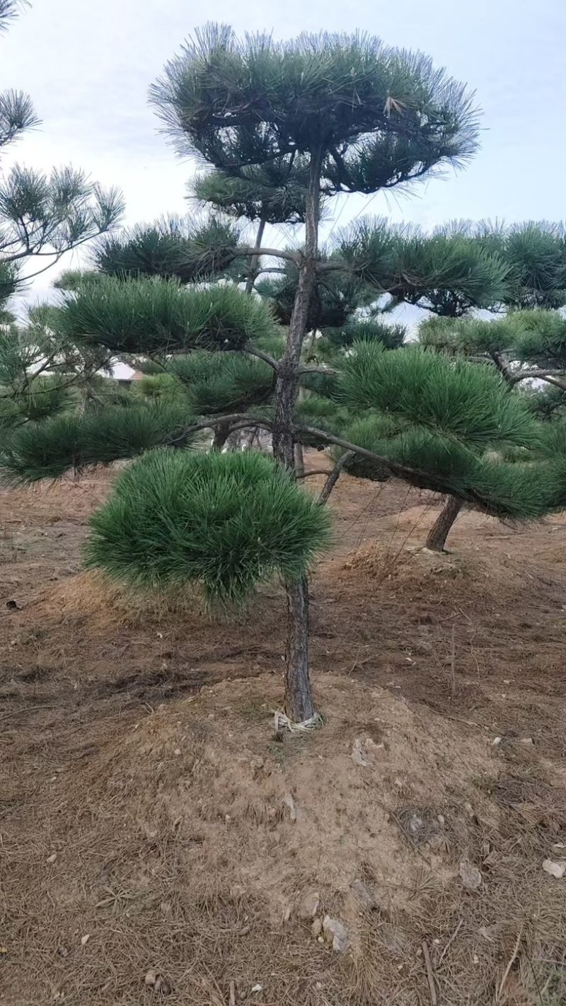 【精品】造型油松各种形态造型油松高矮都有欢迎采购