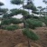 【精品】造型油松各种形态造型油松高矮都有欢迎采购