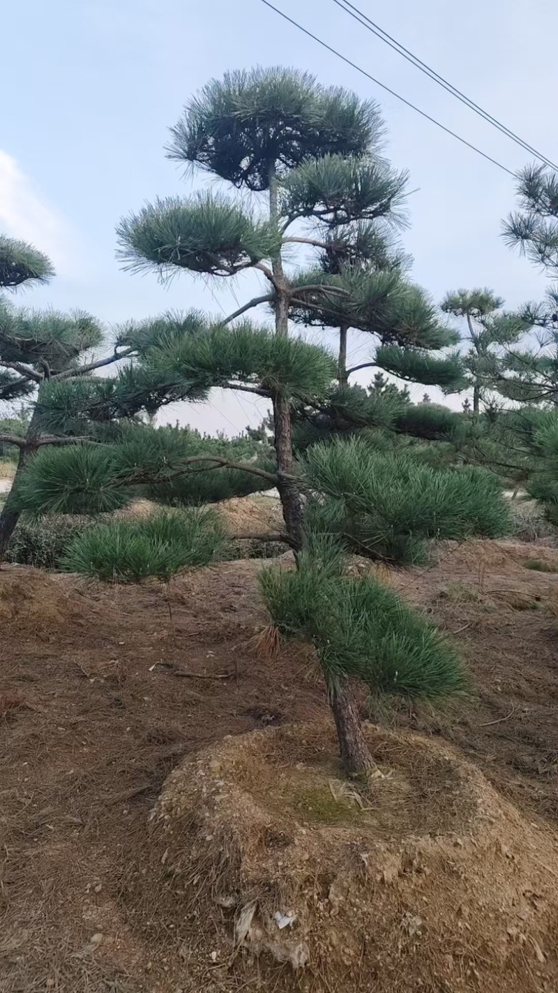 【精品】造型油松各种形态造型油松高矮都有欢迎采购