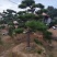 【精品】造型油松各种形态造型油松高矮都有欢迎采购
