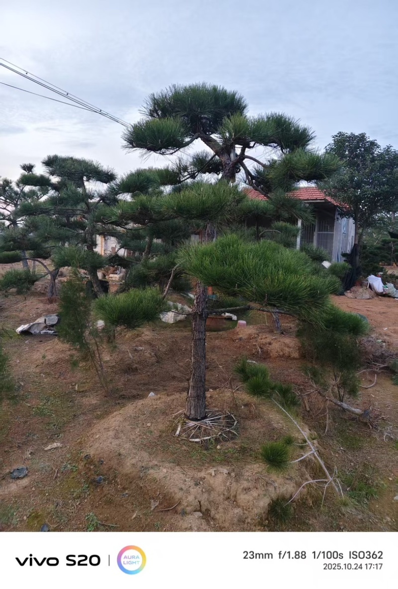【精品】造型油松各种形态造型油松高矮都有欢迎采购