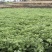 【牛商优选】全棵艾草，一手货源，品质保证，诚信经营