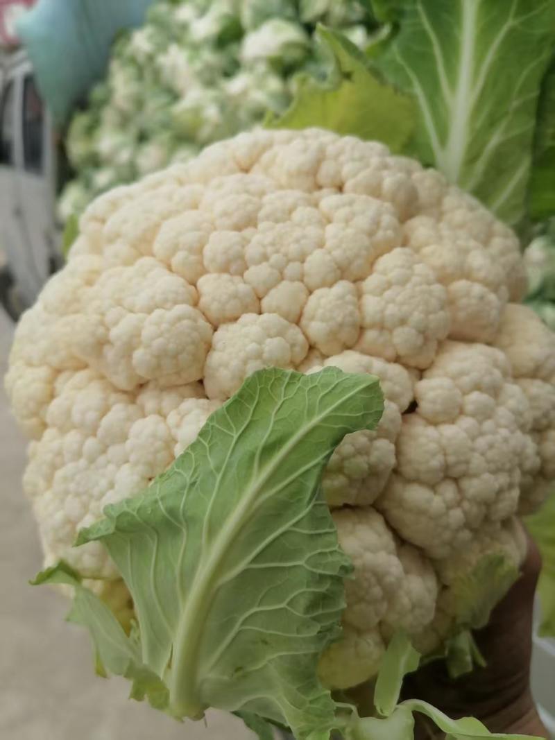 精品花菜产地大量上市接车散花菜花有机花