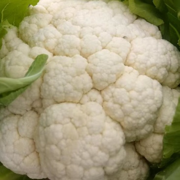 精品花菜产地大量上市接车散花菜花有机花
