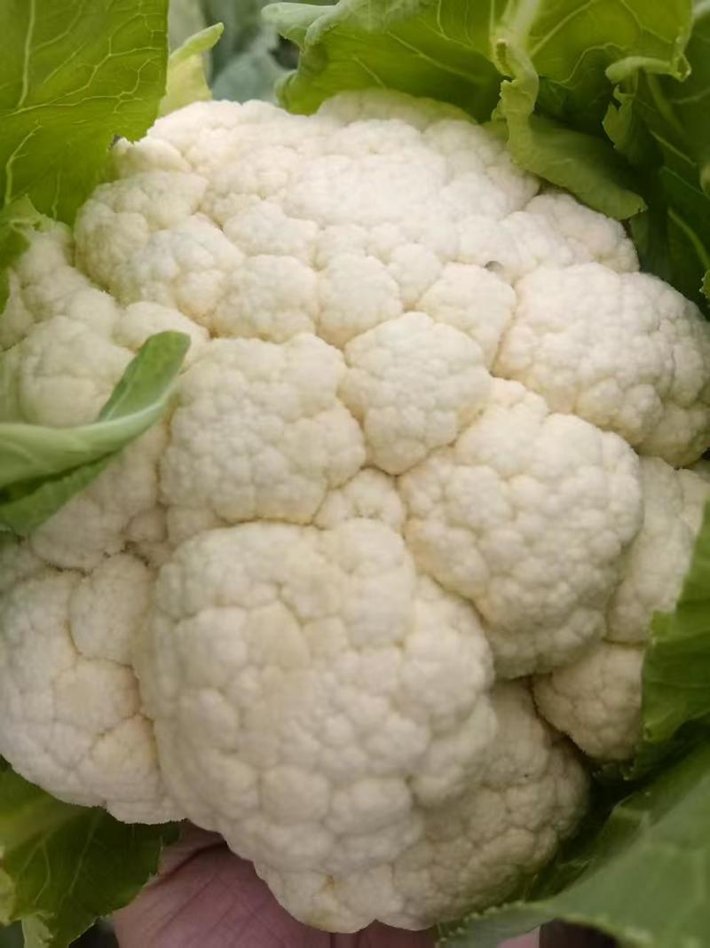 精品花菜产地大量上市接车散花菜花有机花