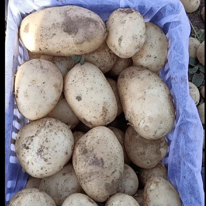 湖北黄心土豆，规格齐全2两以上，保质保量无划痕，全国供应