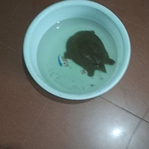 黄河逮的甲鱼一个