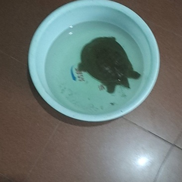 黄河逮的甲鱼一个
