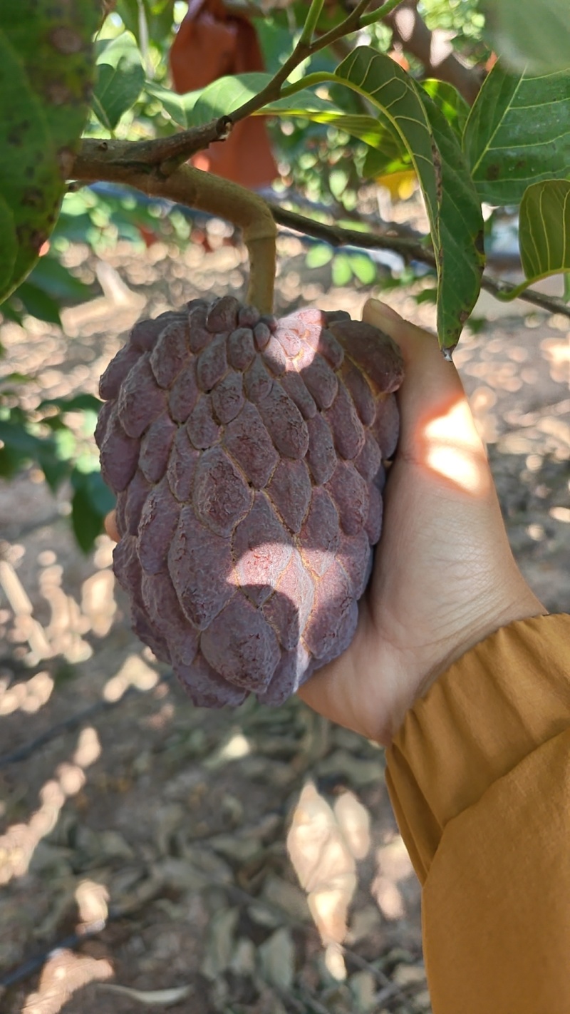 大量红龙释迦枝条出售有需要嫁接呢老板来