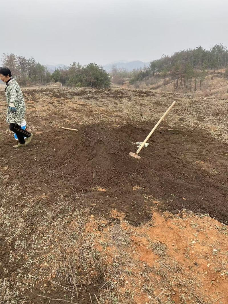 【牛商优选】全棵艾草，一手货源，品质保证，诚信经营