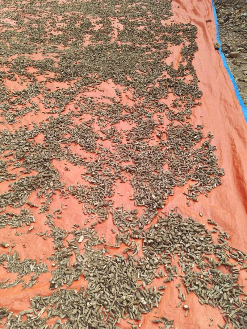 优质通关藤基地直供一手货源品质保障诚信经营欢迎采购