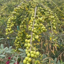 油柑果