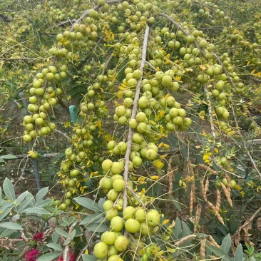 油柑果