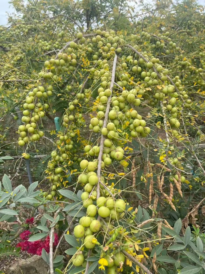 油柑果