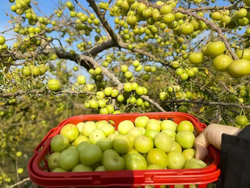 油柑果