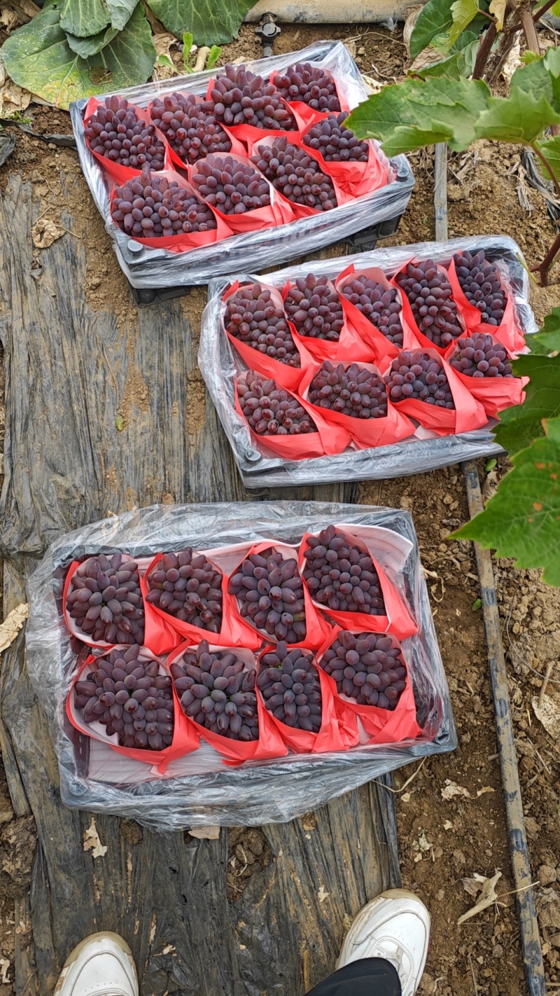 郁金香
