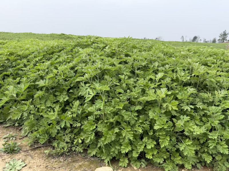 【实力】精品艾草产地直发货源充足保质保量诚信为本