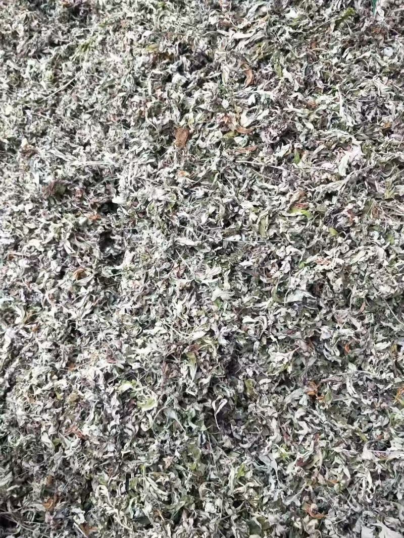 【实力】精品艾草产地直发货源充足保质保量诚信为本