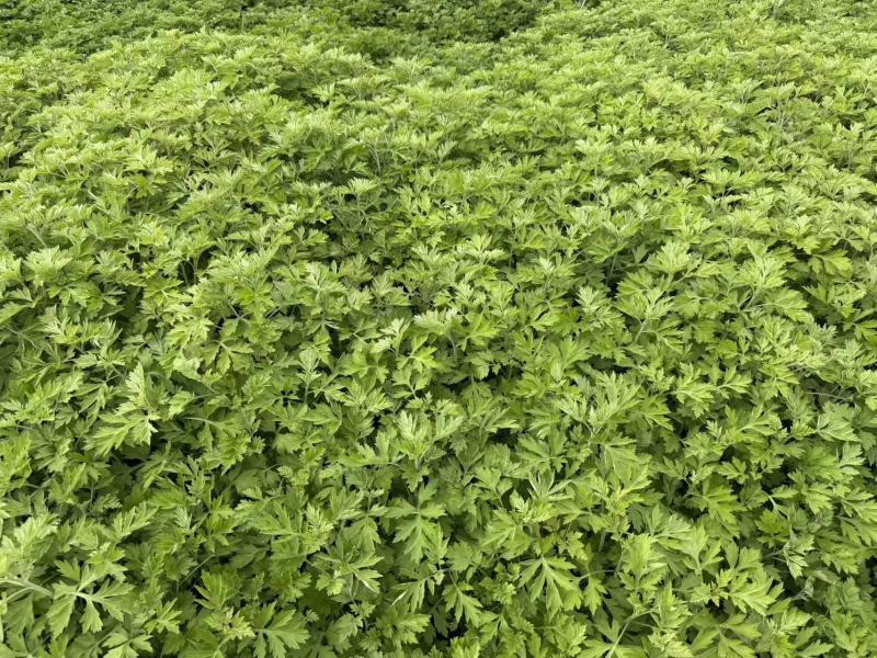 【实力】精品艾草产地直发货源充足保质保量诚信为本