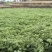 【实力】精品艾草产地直发货源充足保质保量诚信为本