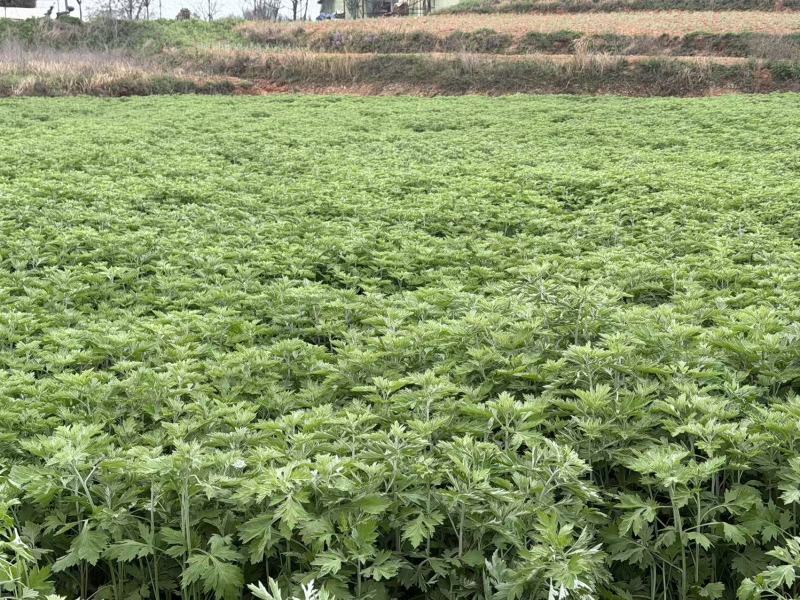 【实力】精品艾草产地直发货源充足保质保量诚信为本