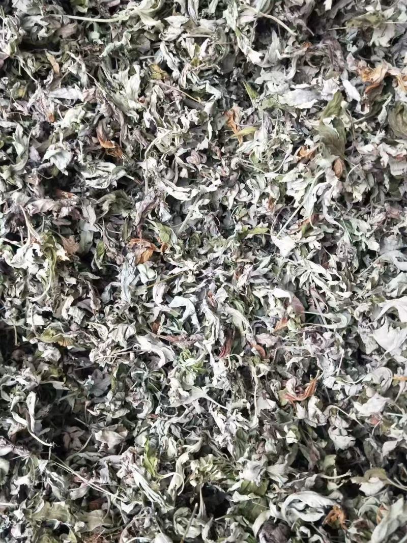 【实力】精品艾草产地直发货源充足保质保量诚信为本